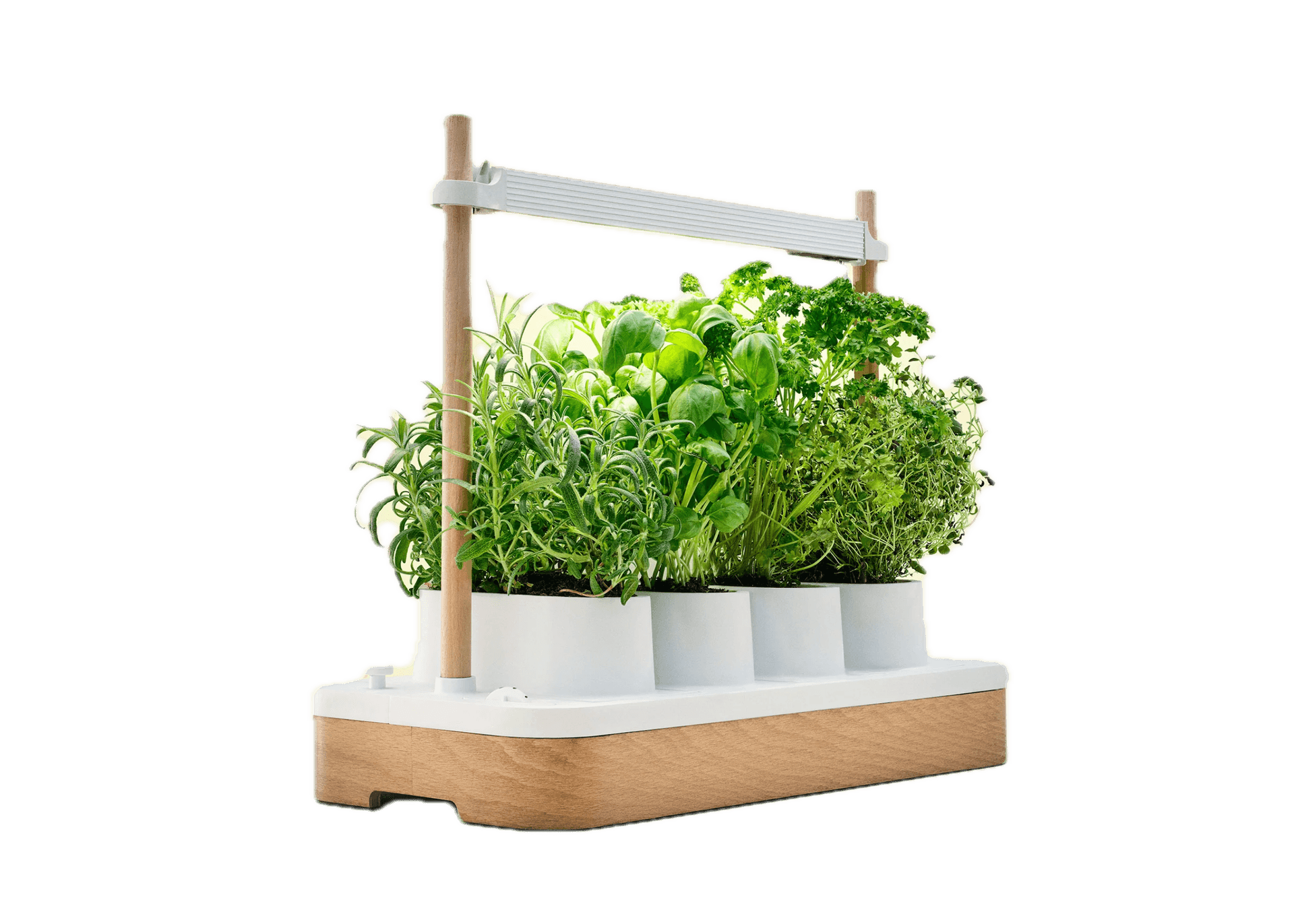 AUK Mini – Hvit Eik