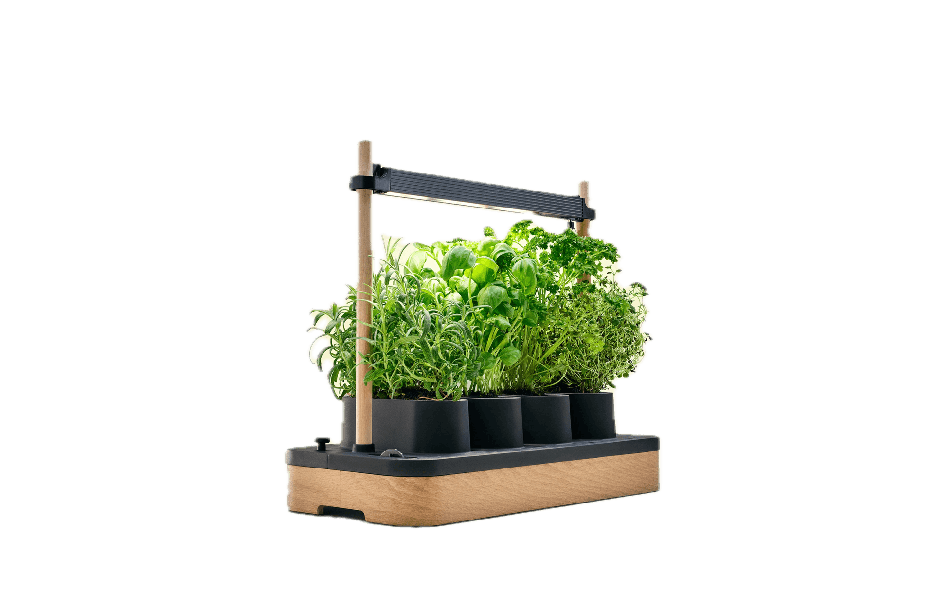 AUK Mini – Svart Eik